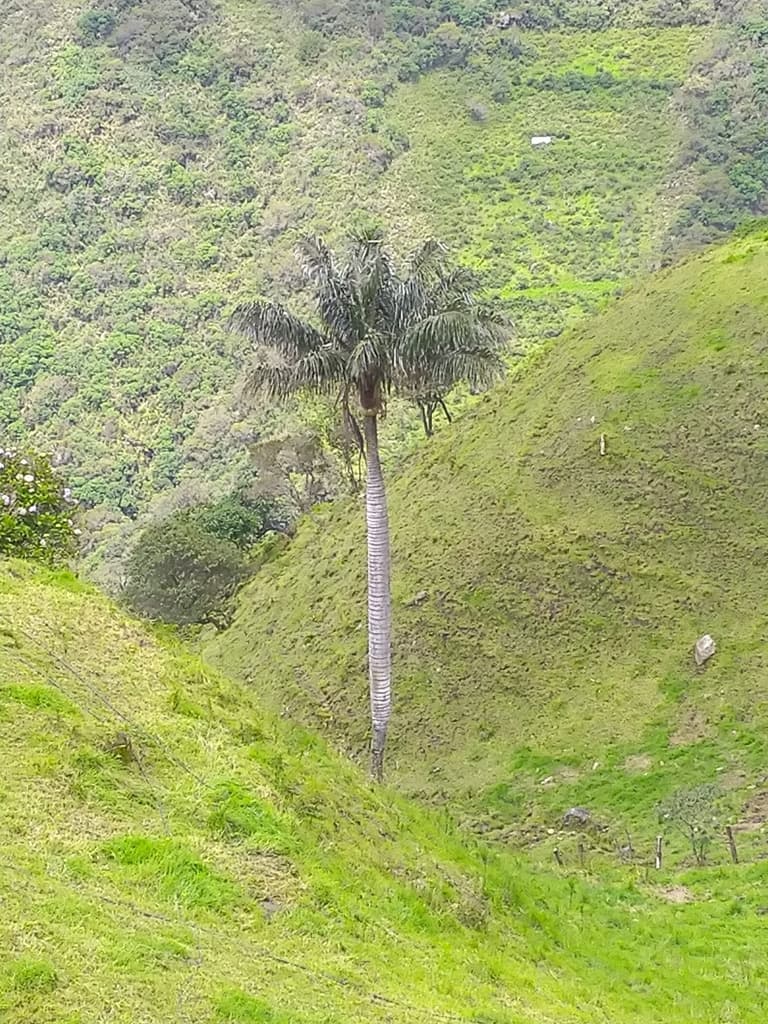 Botanical specimen of Ceroxylon Ventricosum.