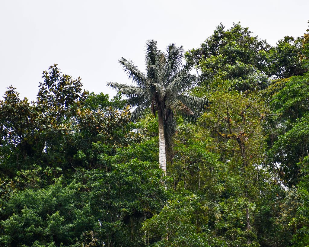 Botanical specimen of Ceroxylon Ventricosum.