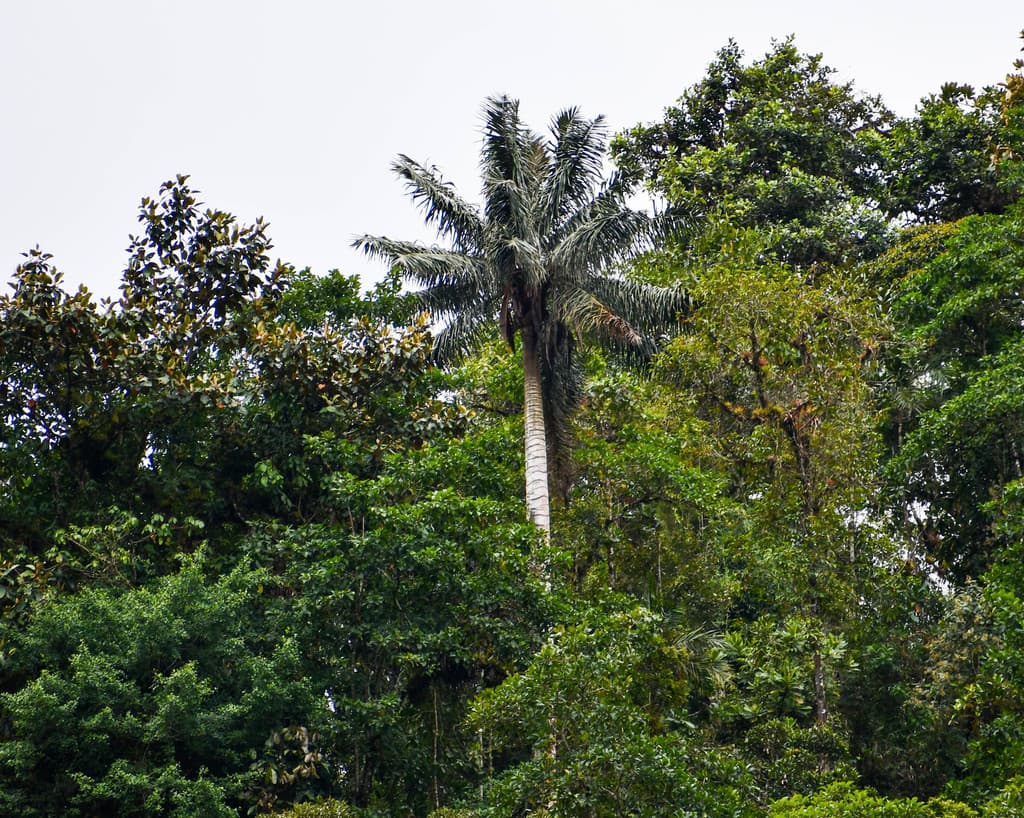 Botanical specimen of Ceroxylon Ventricosum.