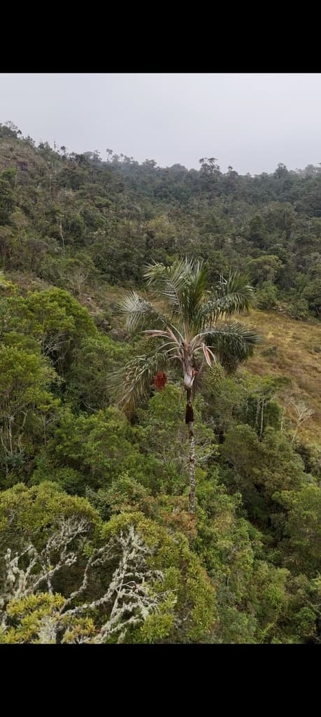 Botanical specimen of Ceroxylon Vogelianum.