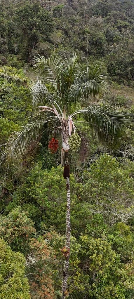Botanical specimen of Ceroxylon Vogelianum.