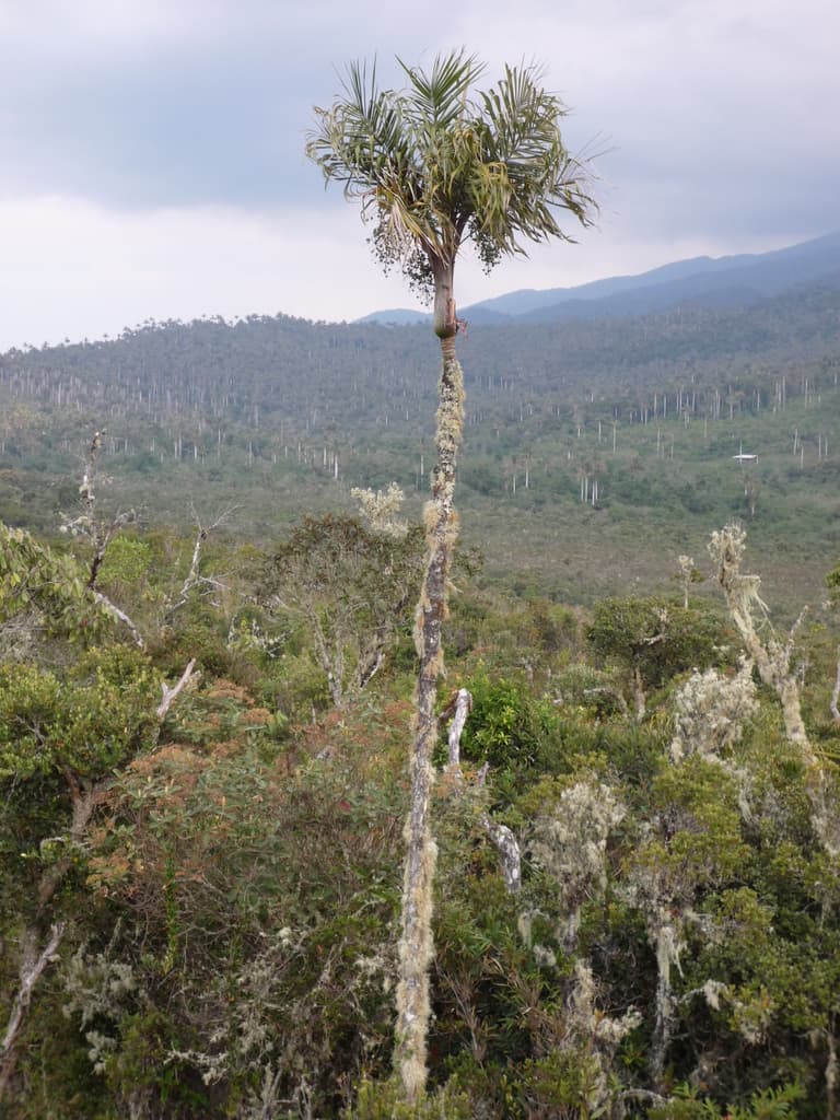Botanical specimen of Ceroxylon Vogelianum.