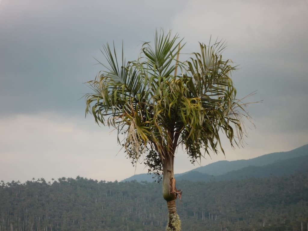 Botanical specimen of Ceroxylon Vogelianum.