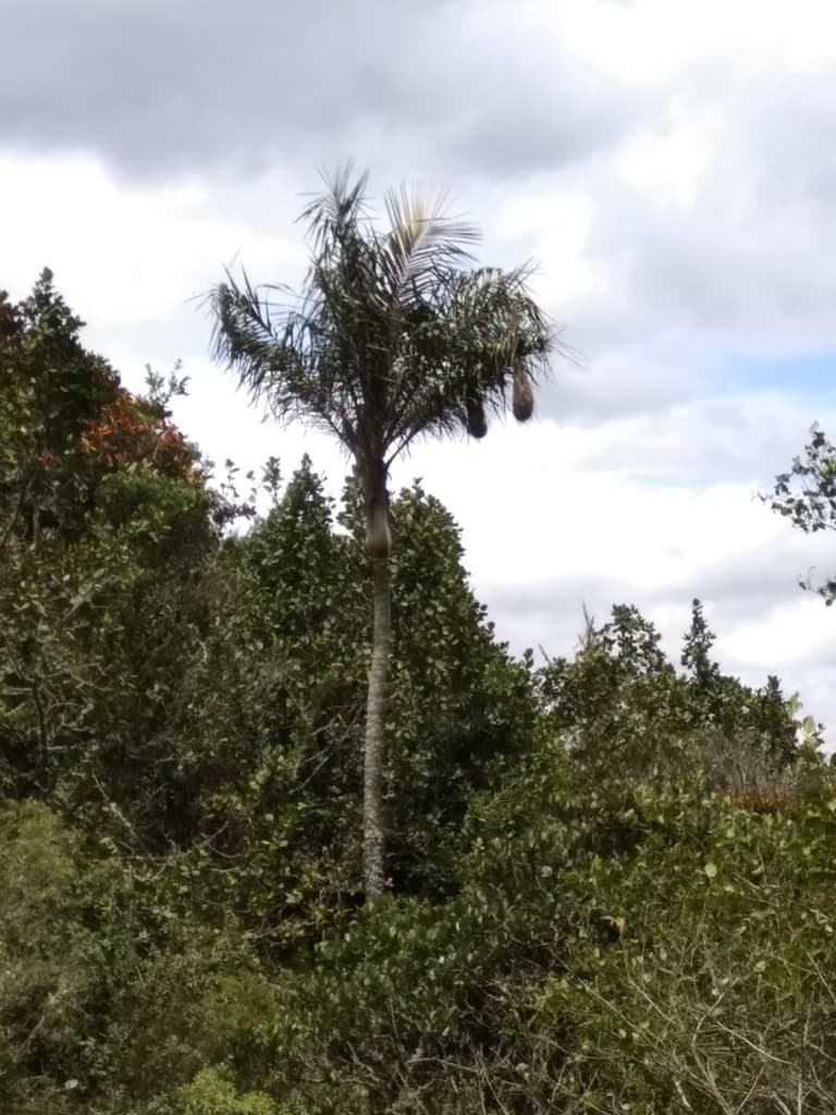 Botanical specimen of Ceroxylon Vogelianum.