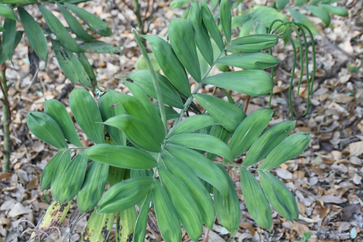 Botanical specimen of Chamaedorea Adscendens.
