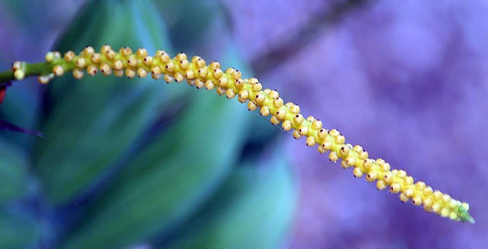 Botanical specimen of Chamaedorea Adscendens.