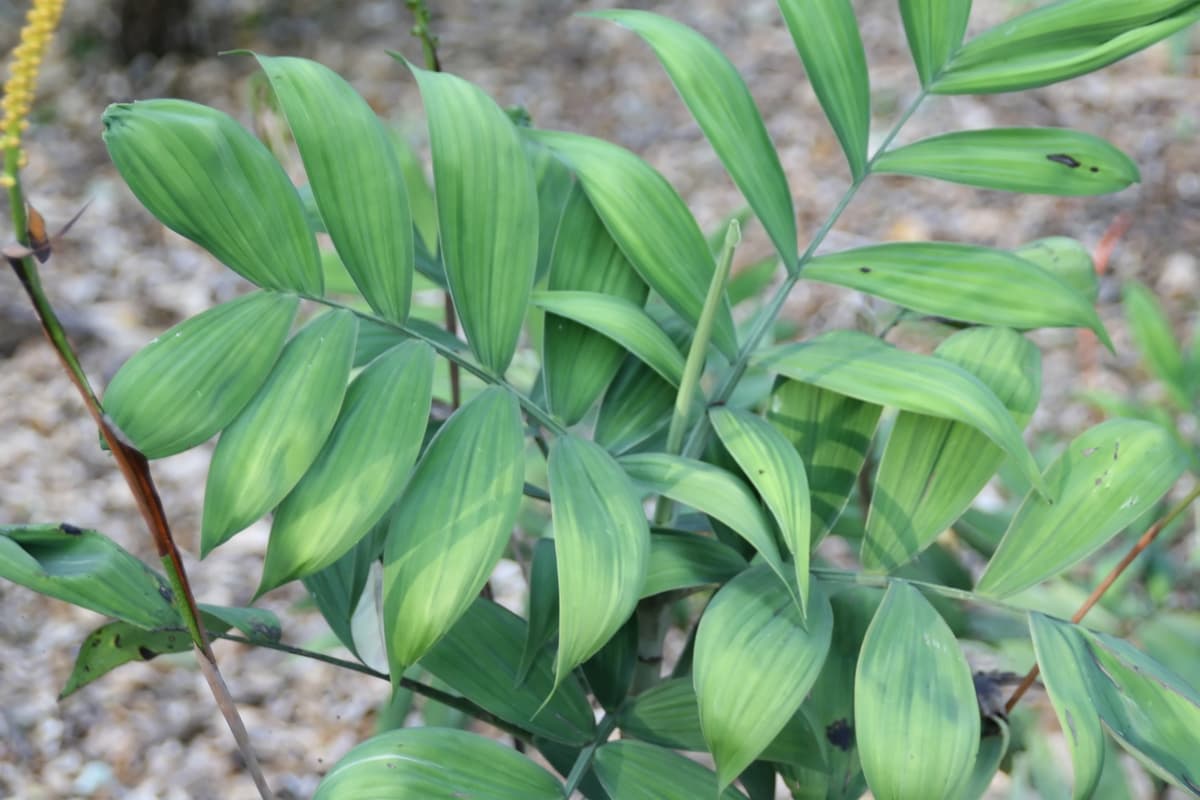Botanical specimen of Chamaedorea Adscendens.
