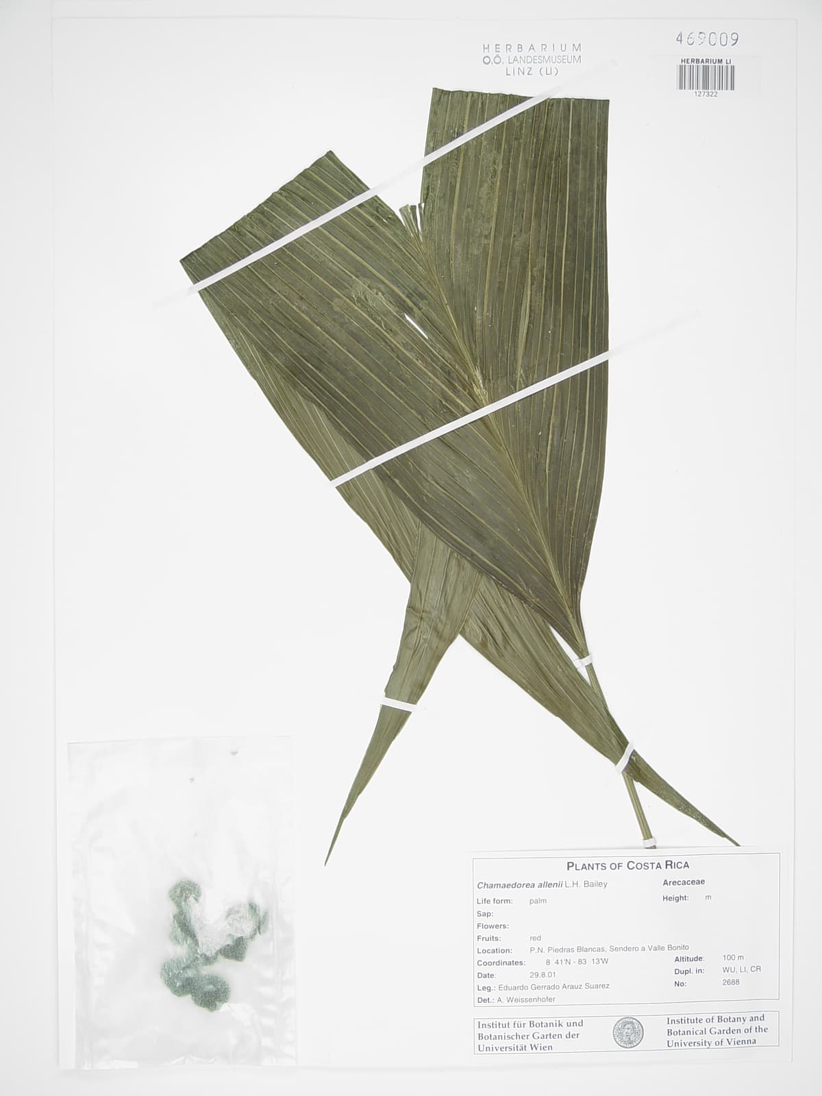 Botanical specimen of Chamaedorea Allenii.