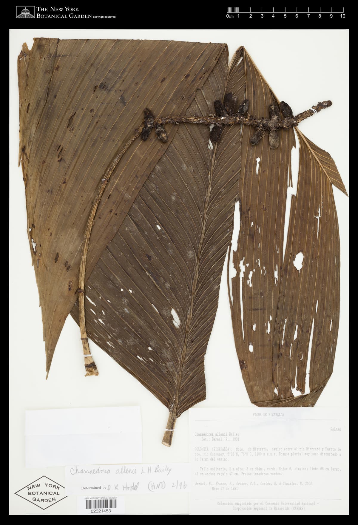 Botanical specimen of Chamaedorea Allenii.