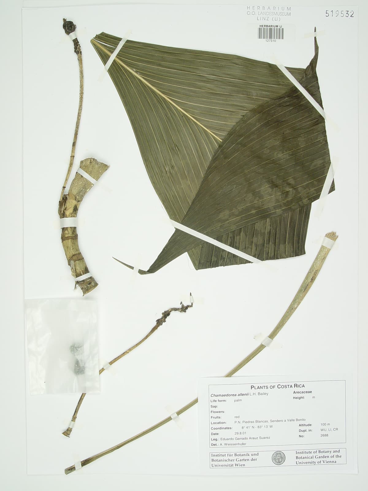 Botanical specimen of Chamaedorea Allenii.