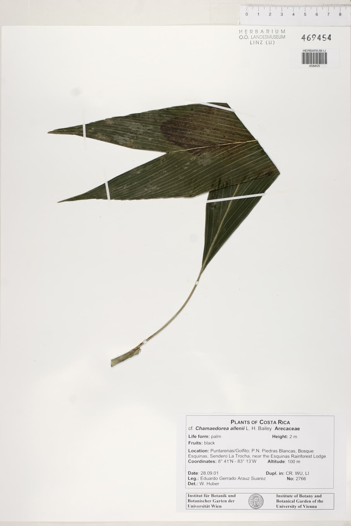Botanical specimen of Chamaedorea Allenii.