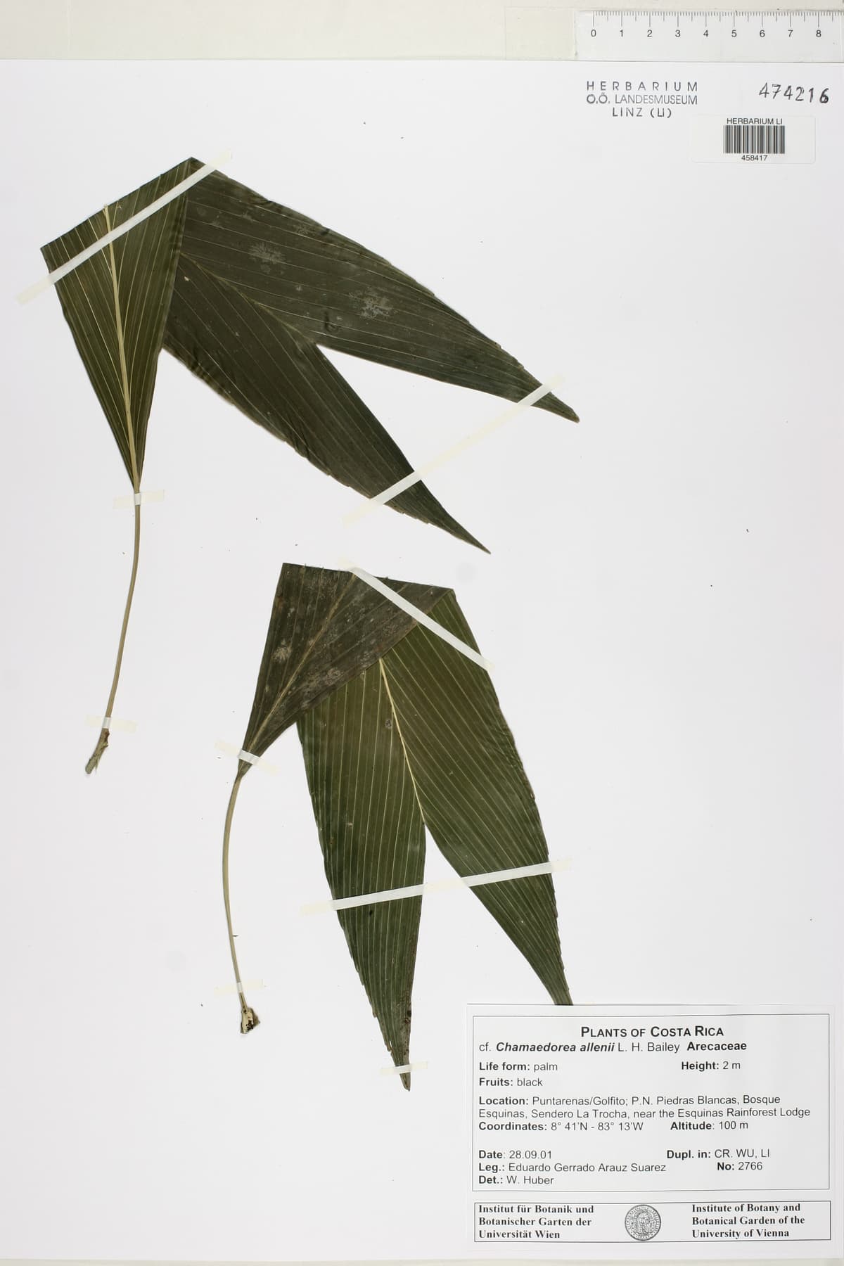 Botanical specimen of Chamaedorea Allenii.