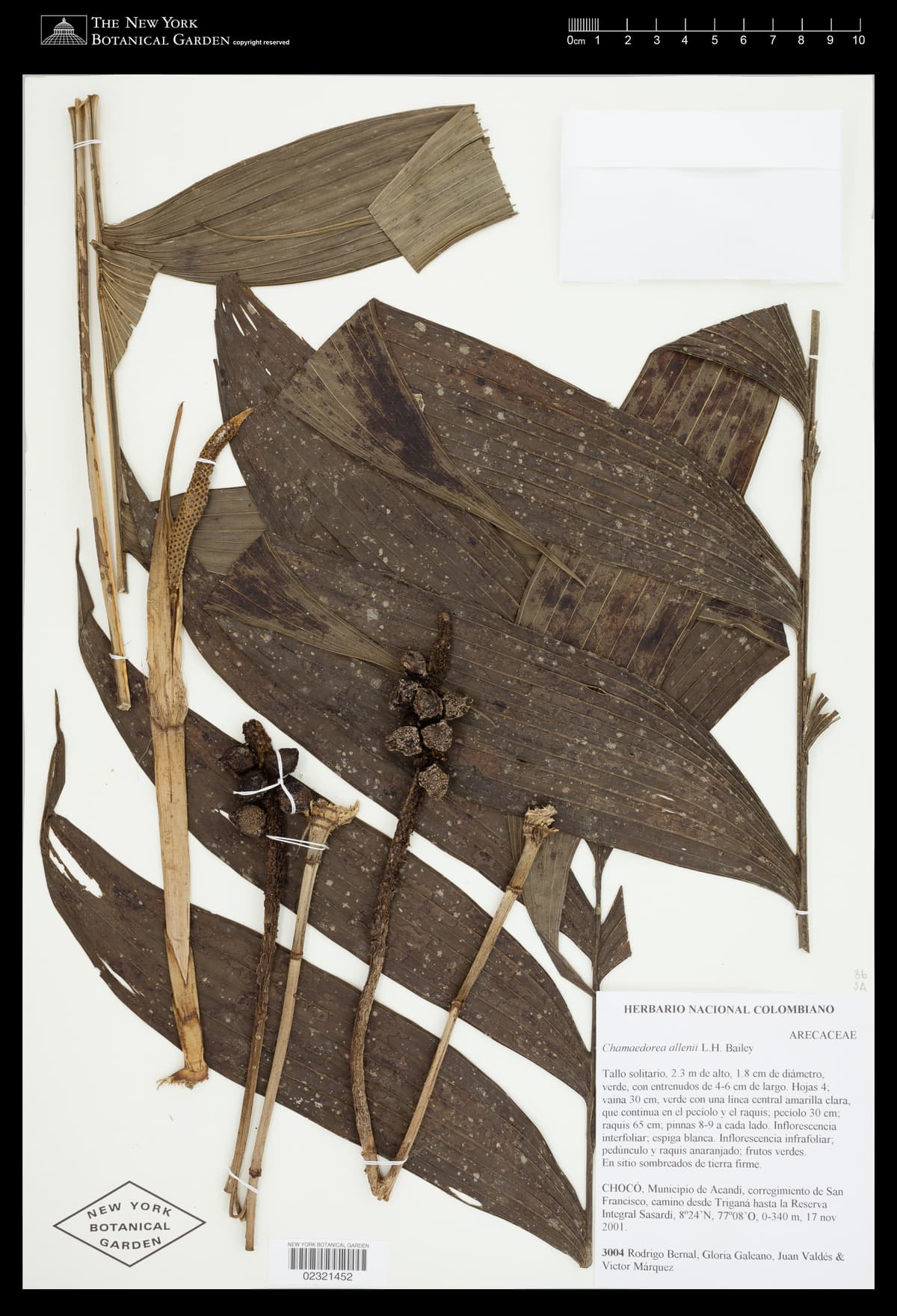 Botanical specimen of Chamaedorea Allenii.