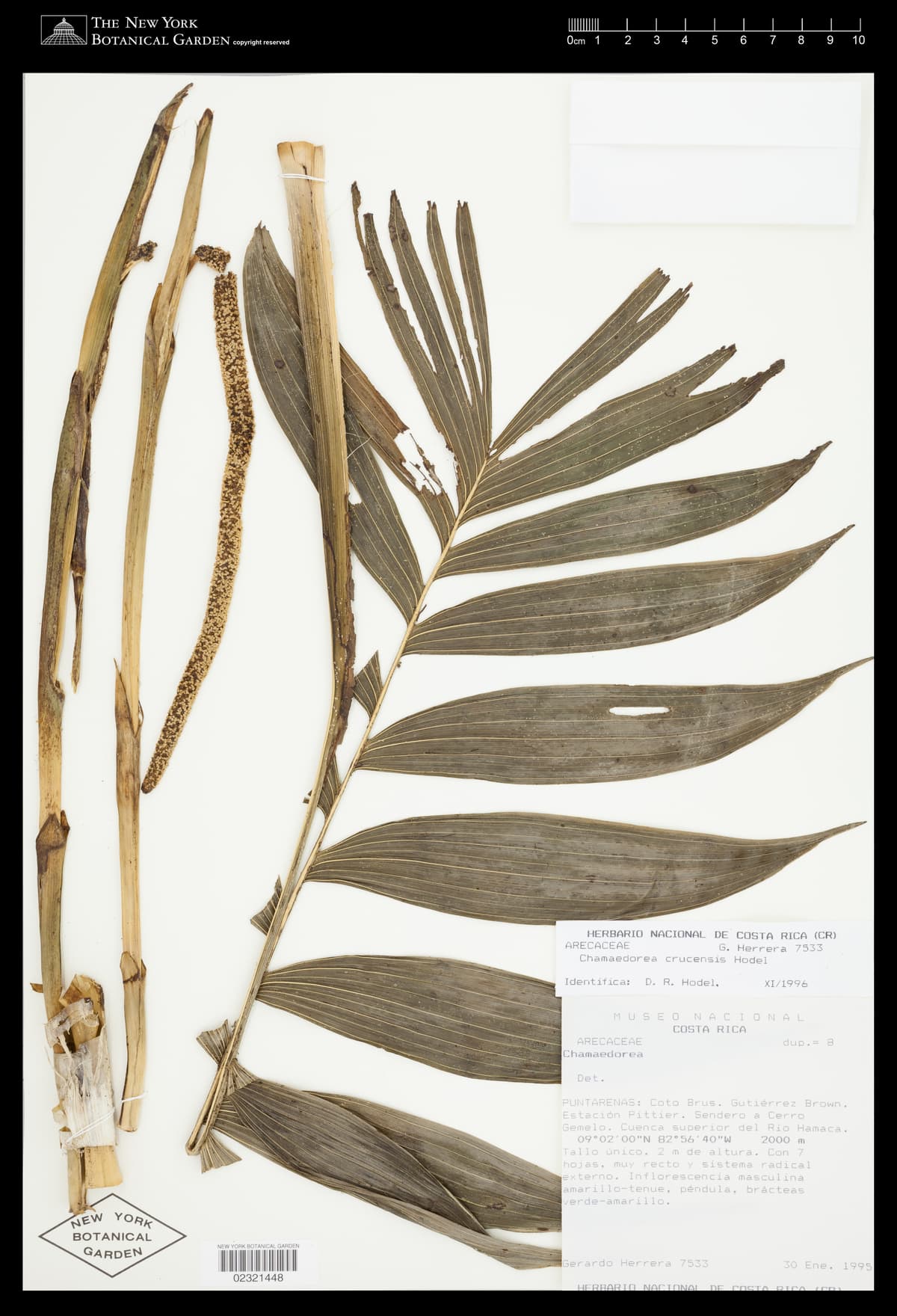 Botanical specimen of Chamaedorea Allenii.