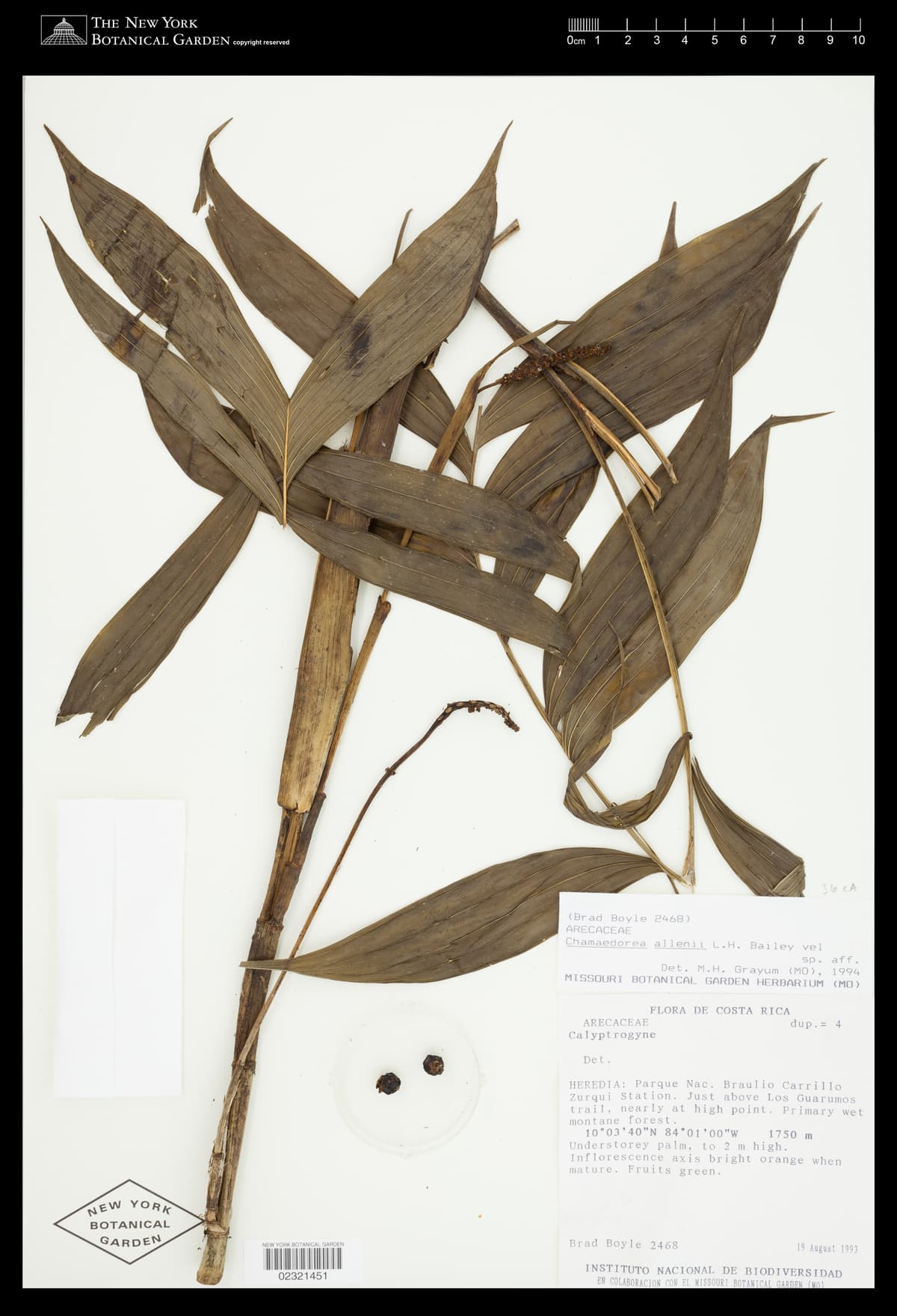 Botanical specimen of Chamaedorea Allenii.