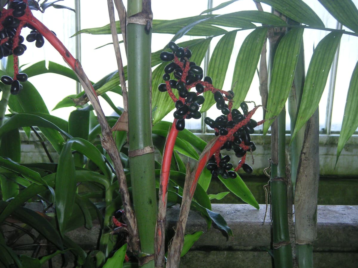 Botanical specimen of Chamaedorea Alternans.