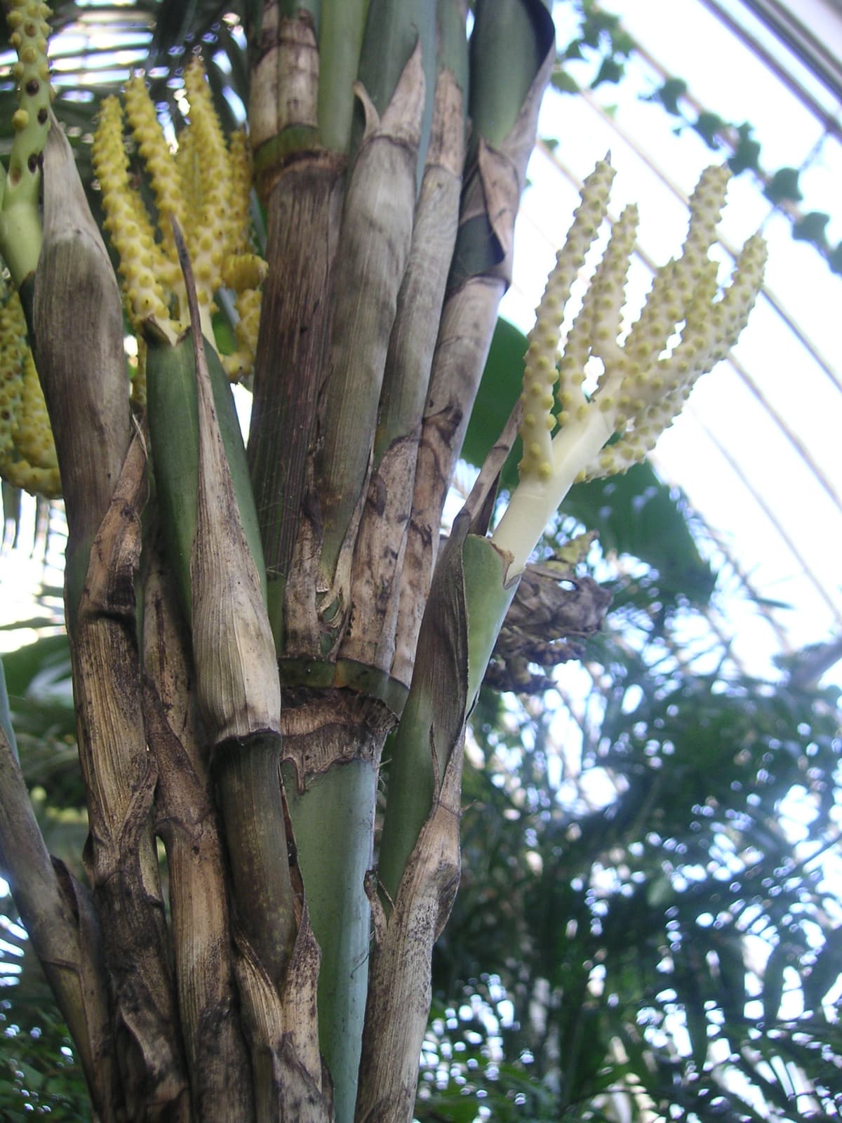 Botanical specimen of Chamaedorea Alternans.