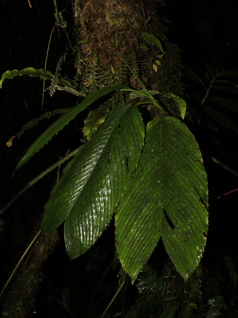 Botanical specimen of Chamaedorea Amabilis.