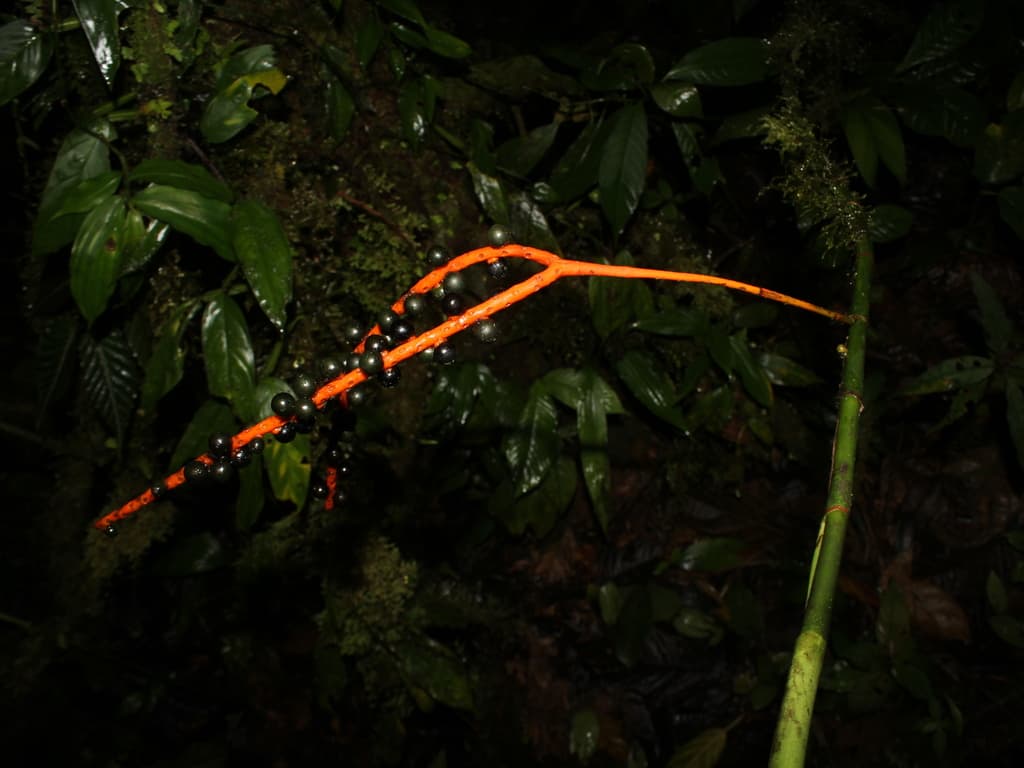 Botanical specimen of Chamaedorea Amabilis.