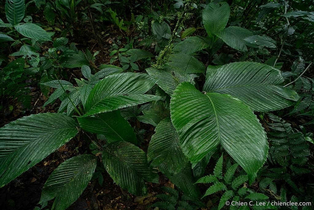 Botanical specimen of Chamaedorea Amabilis.