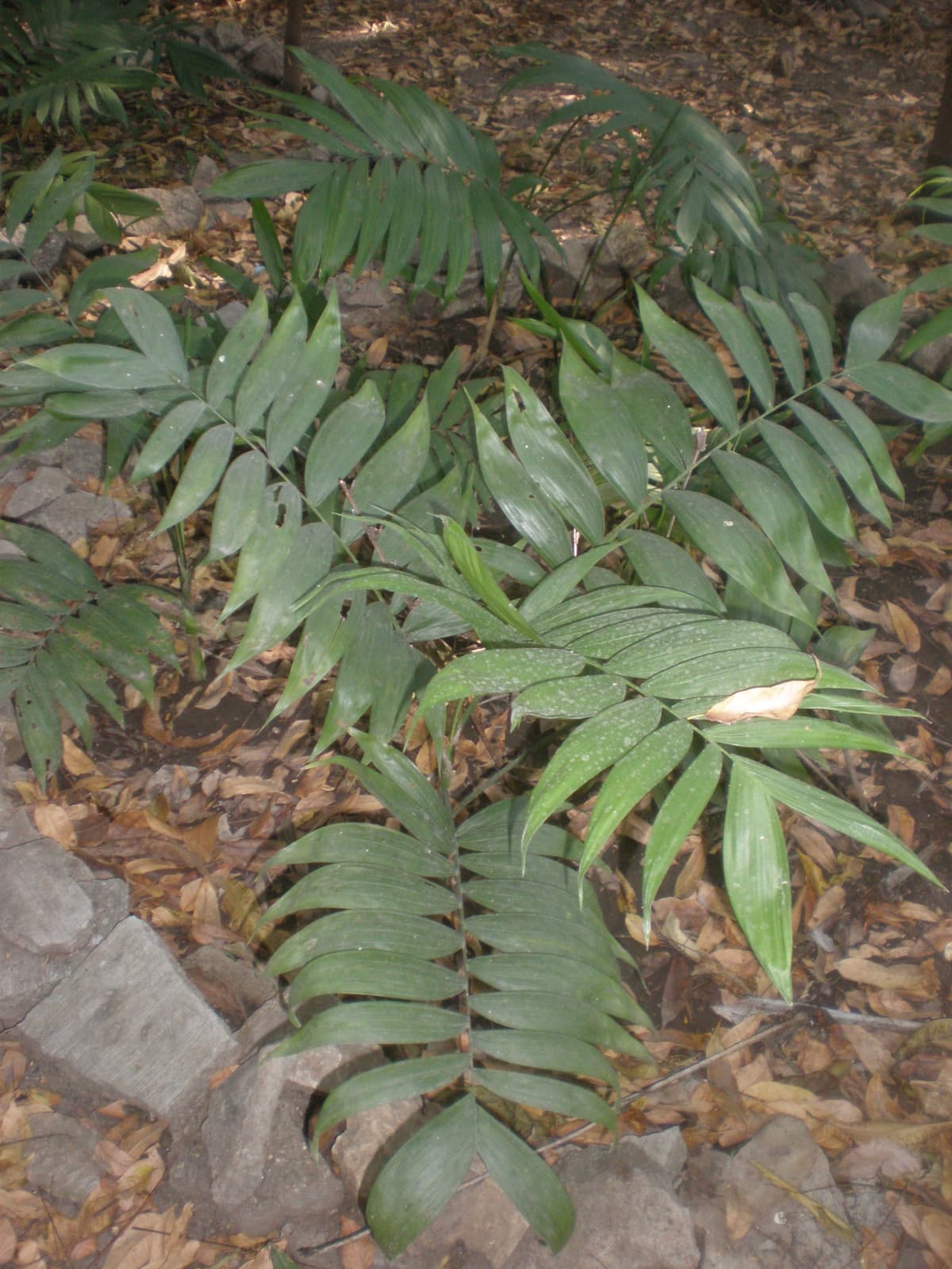Botanical specimen of Chamaedorea Arenbergiana.