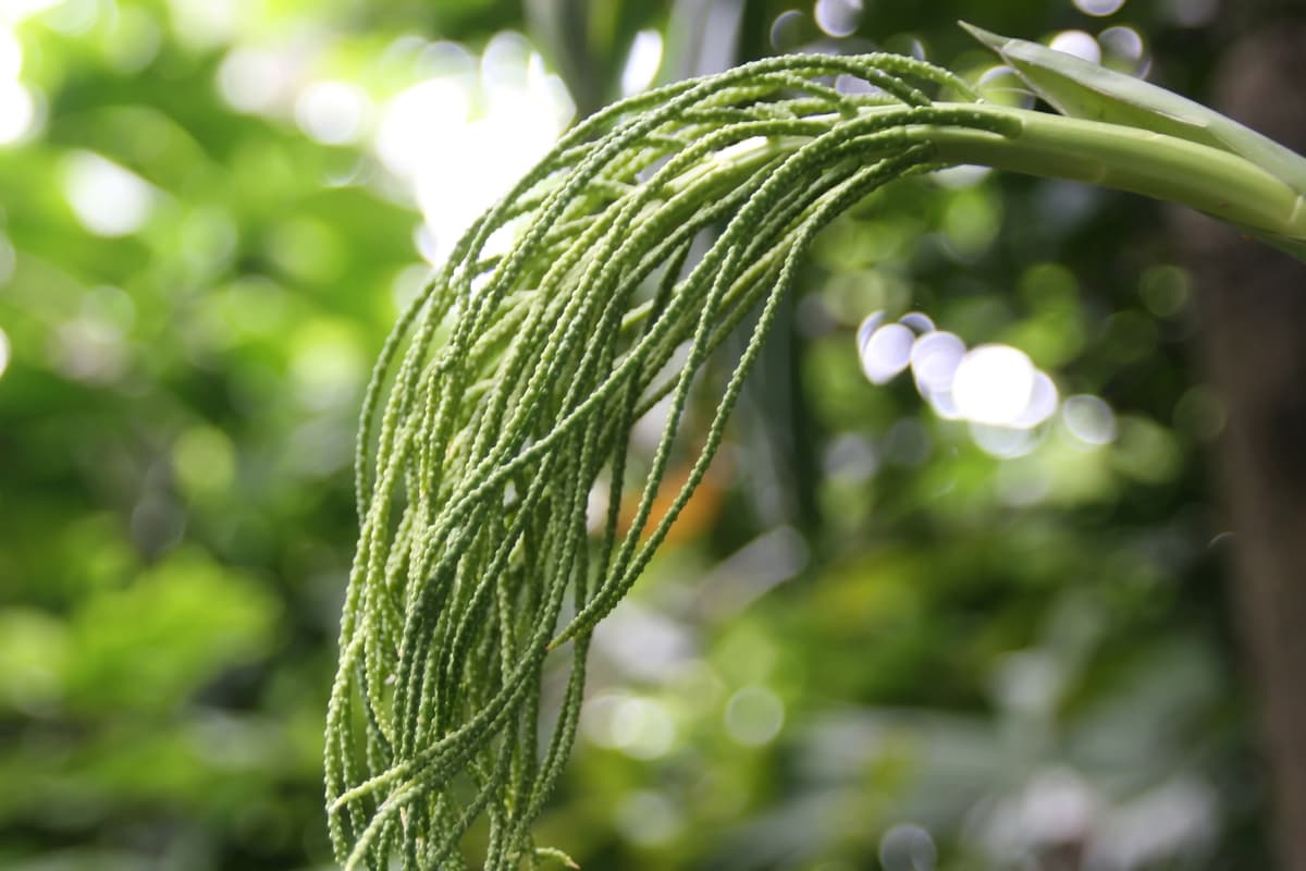Botanical specimen of Chamaedorea Benziei.
