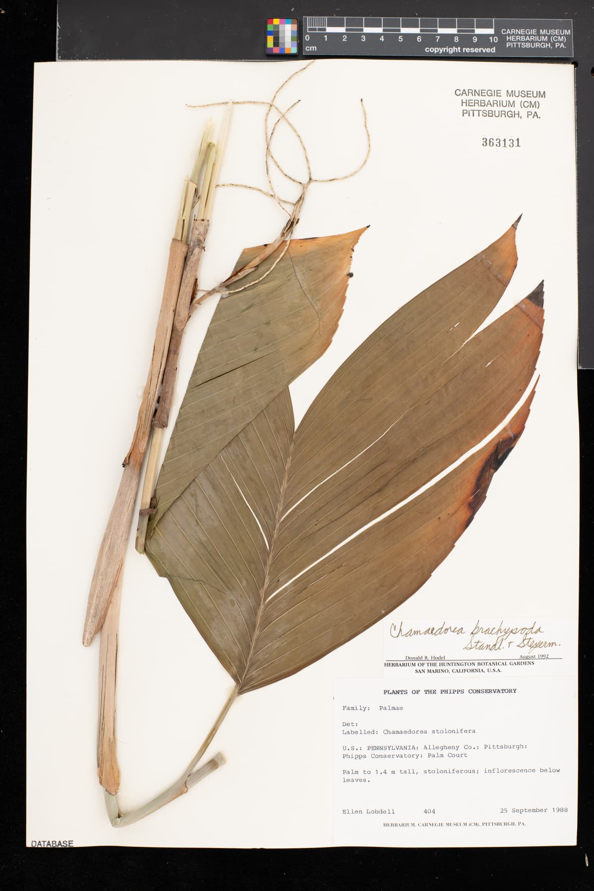 Botanical specimen of Chamaedorea Brachypoda.