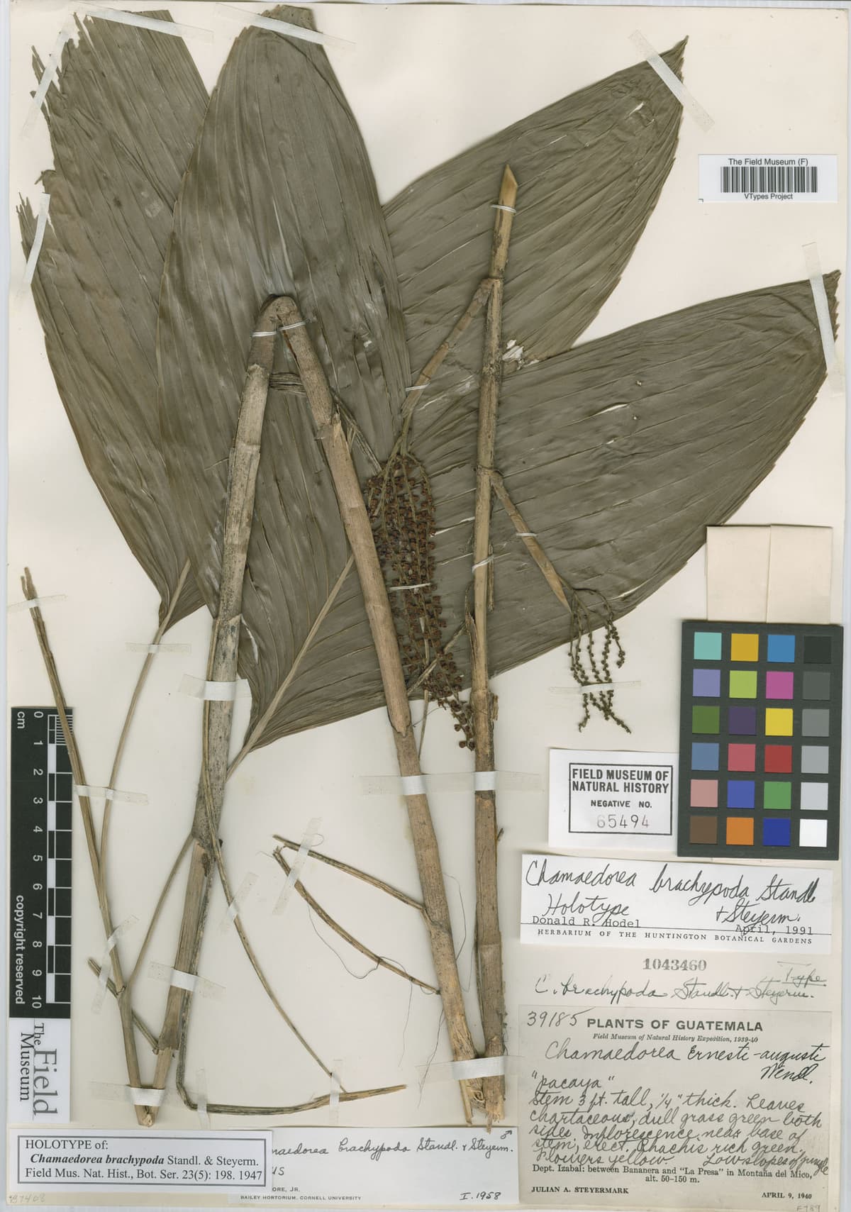 Botanical specimen of Chamaedorea Brachypoda.