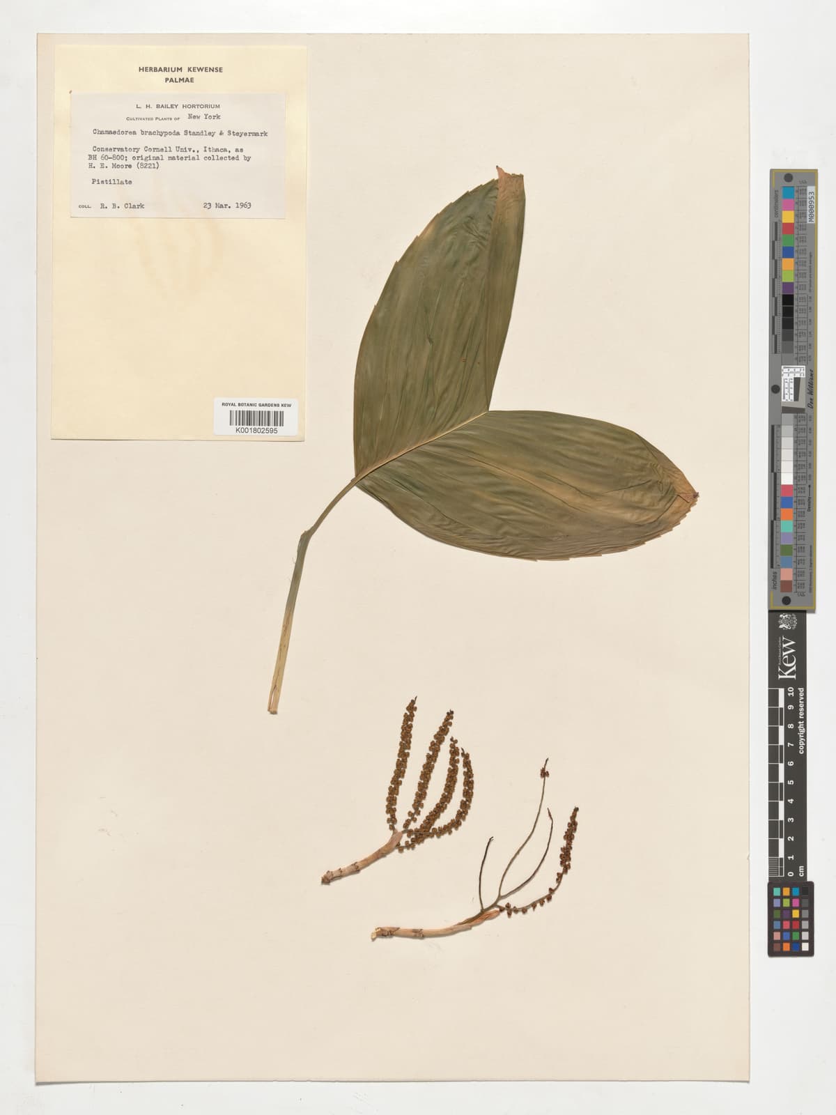 Botanical specimen of Chamaedorea Brachypoda.