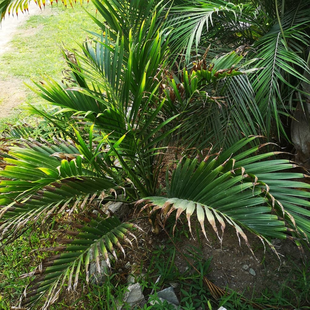 Botanical specimen of Chamaedorea Cataractarum.