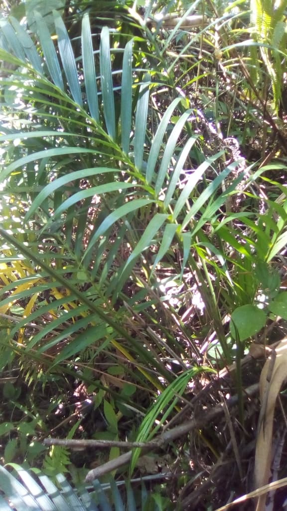 Botanical specimen of Chamaedorea Cataractarum.