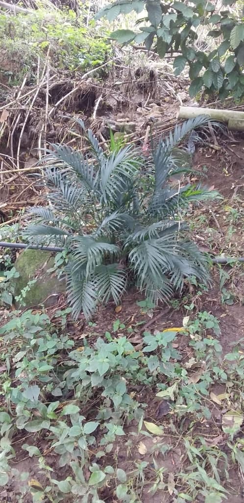 Botanical specimen of Chamaedorea Cataractarum.