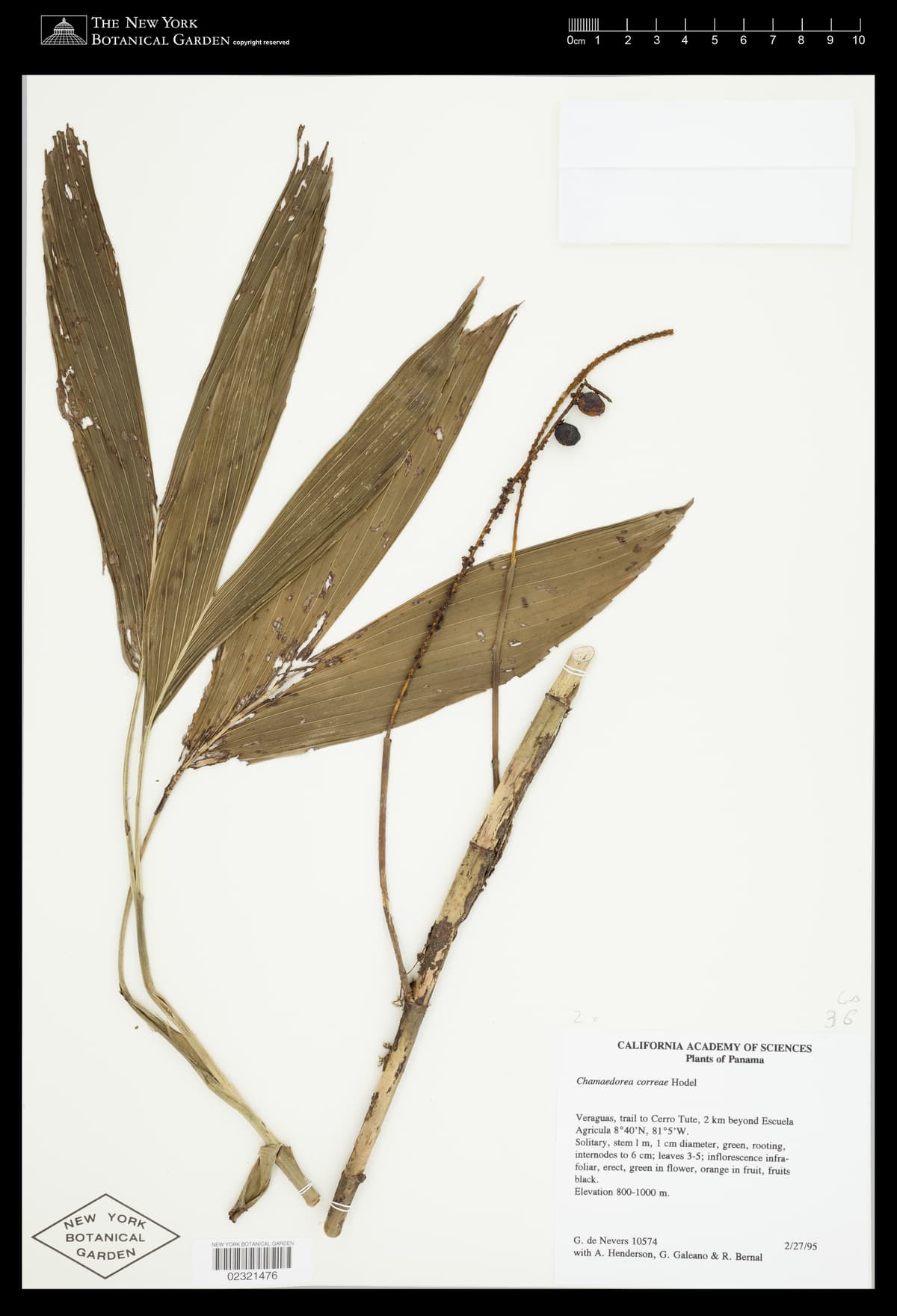 Botanical specimen of Chamaedorea Correae.