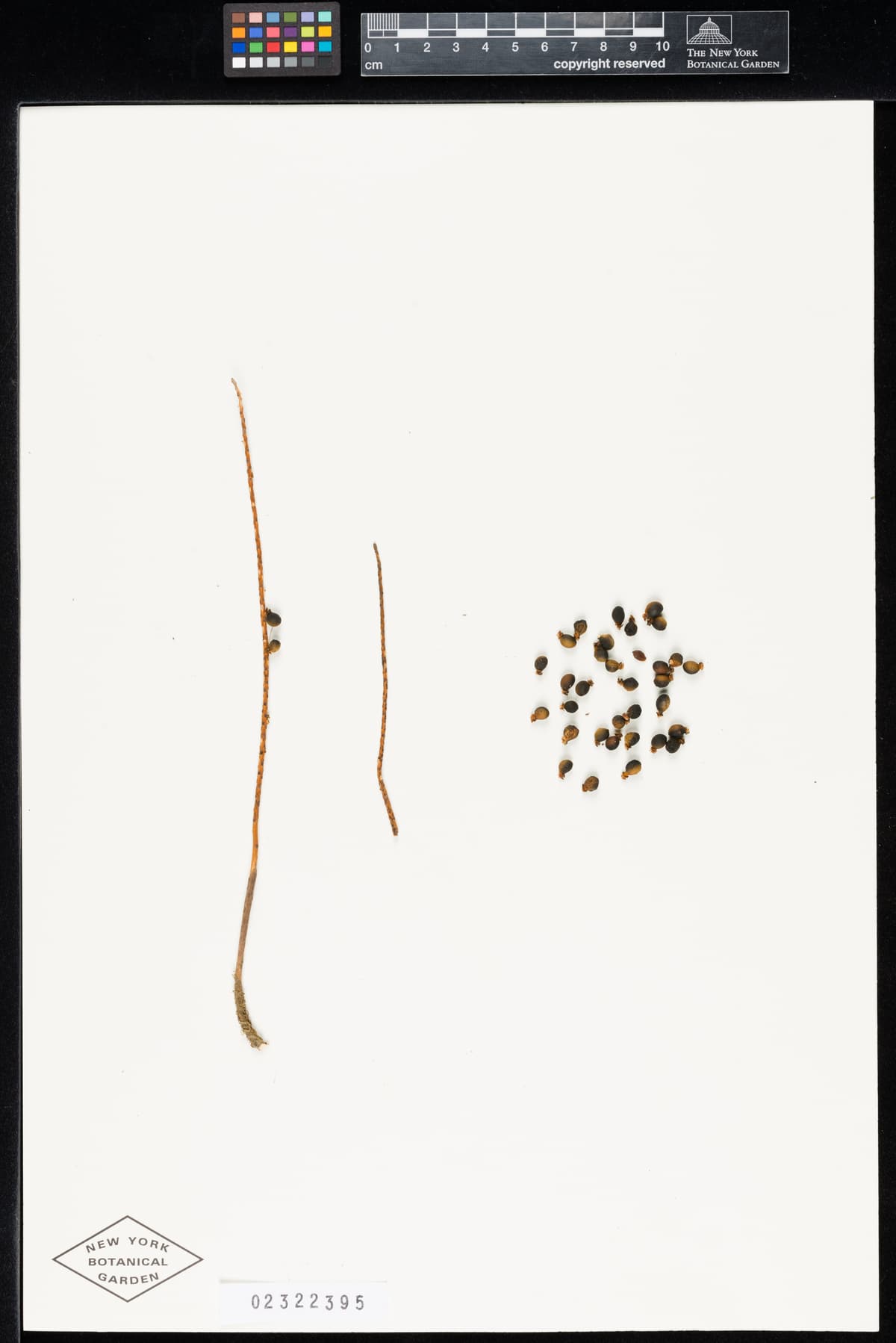 Botanical specimen of Chamaedorea Correae.