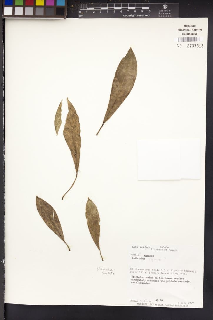 Botanical specimen of Chamaedorea Correae.