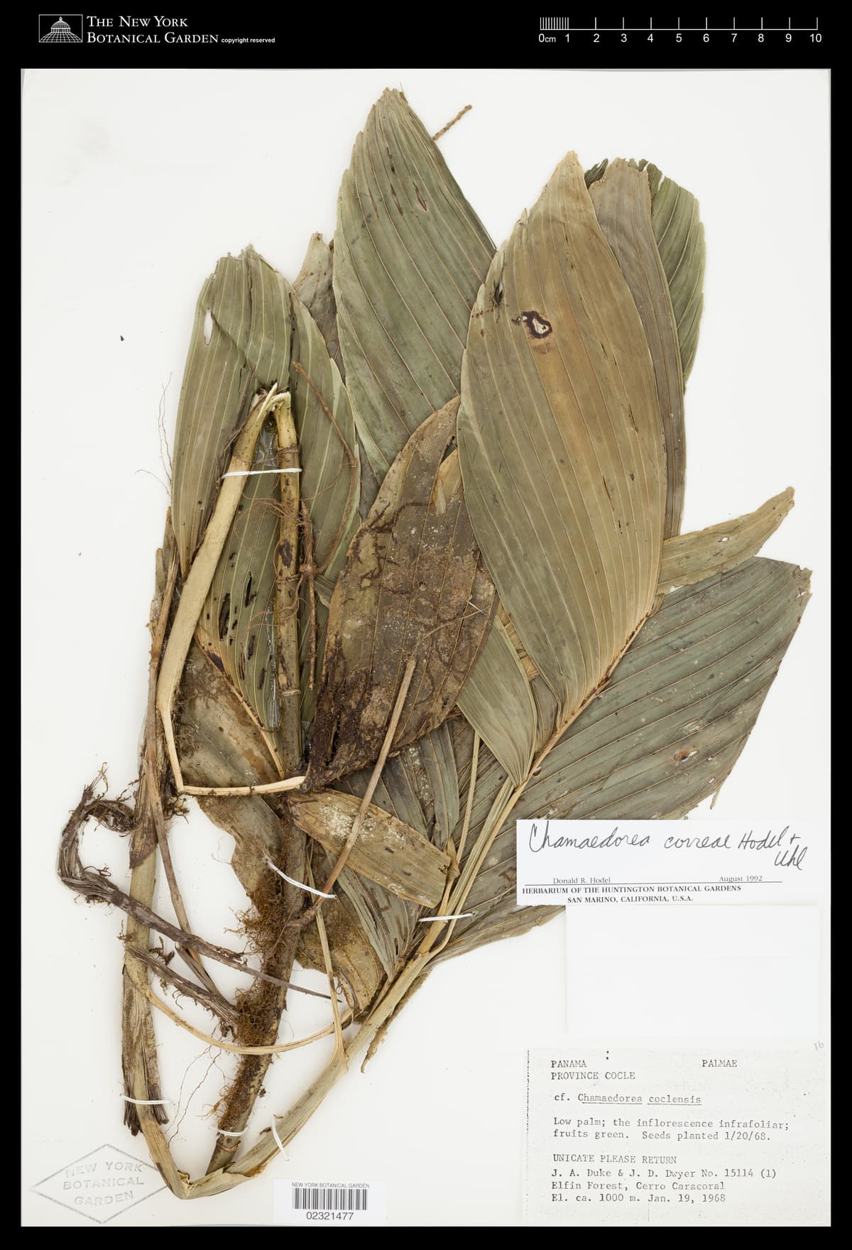 Botanical specimen of Chamaedorea Correae.