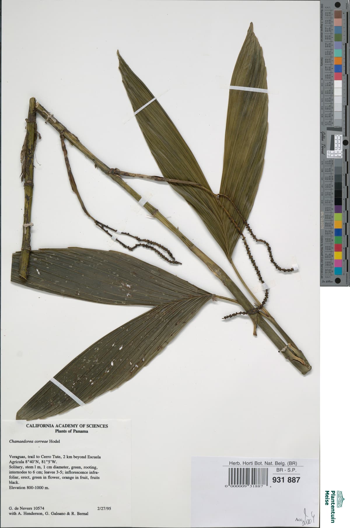 Botanical specimen of Chamaedorea Correae.