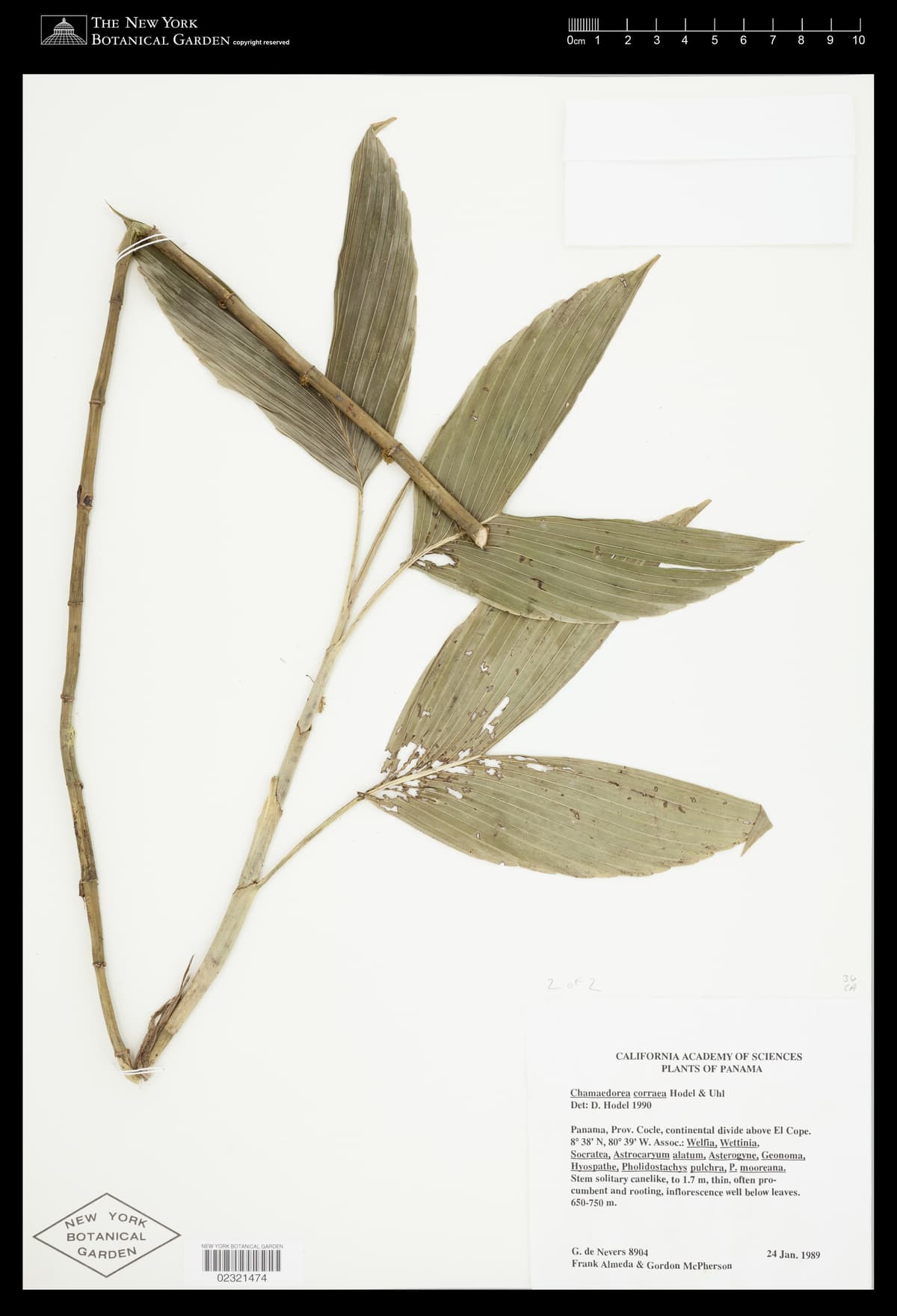 Botanical specimen of Chamaedorea Correae.