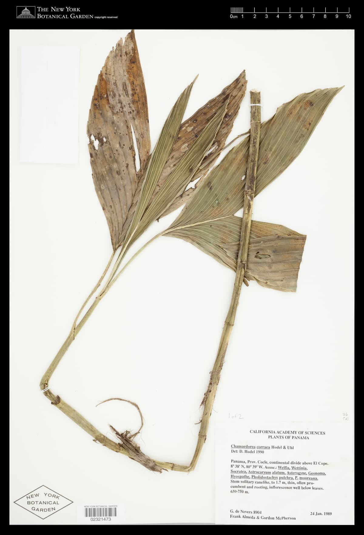 Botanical specimen of Chamaedorea Correae.