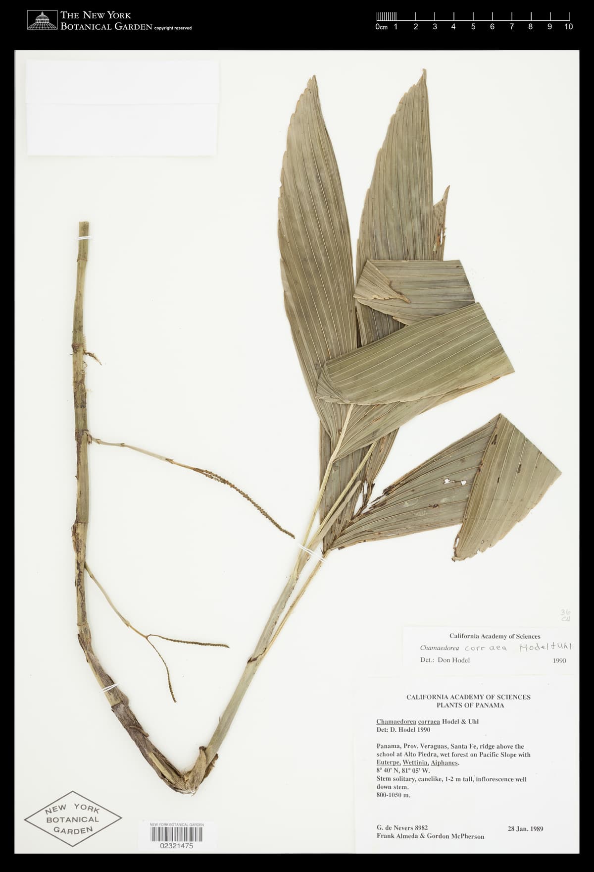 Botanical specimen of Chamaedorea Correae.