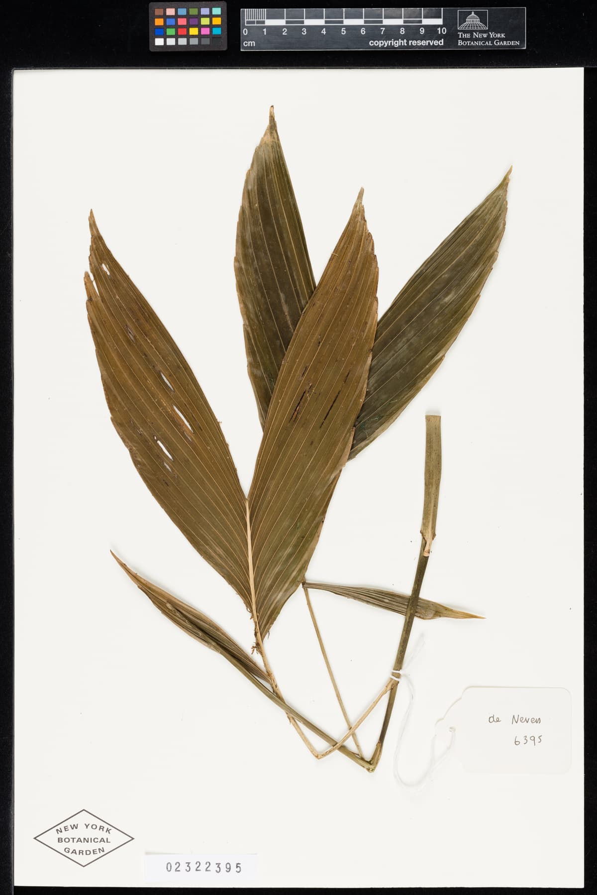 Botanical specimen of Chamaedorea Correae.