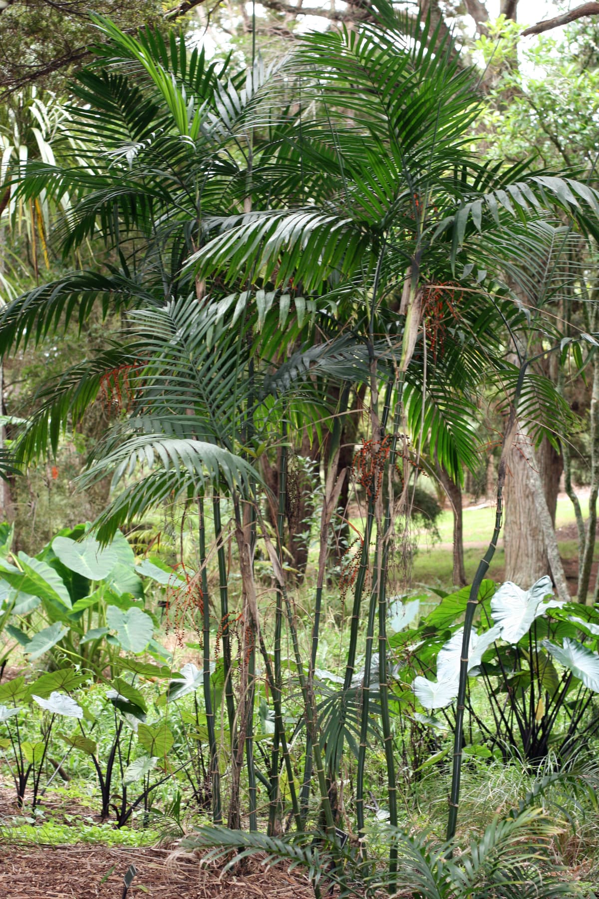Botanical specimen of Chamaedorea Costaricana.