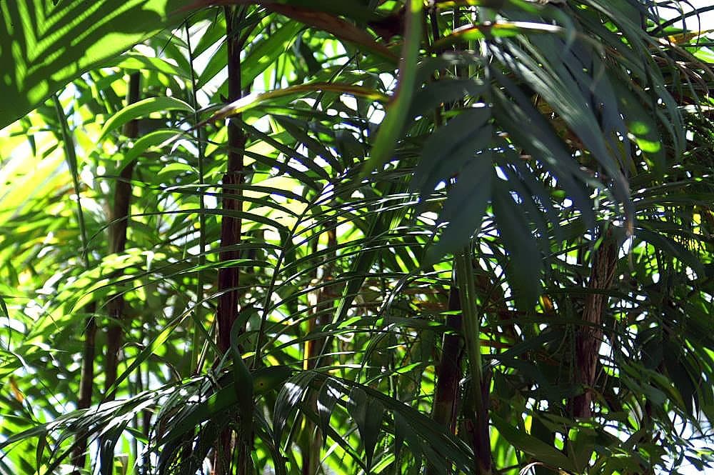 Botanical specimen of Chamaedorea Costaricana.