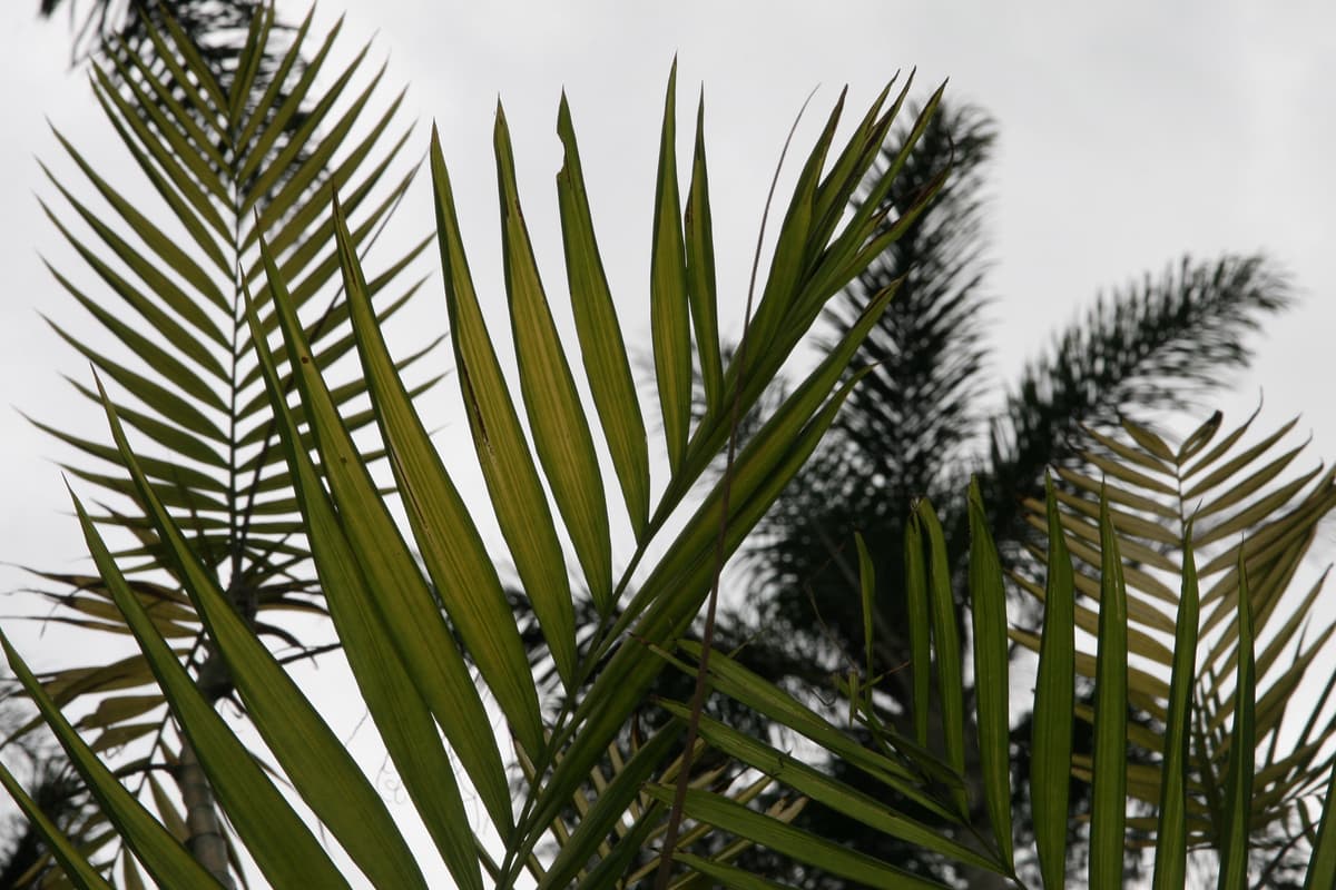 Botanical specimen of Chamaedorea Costaricana.