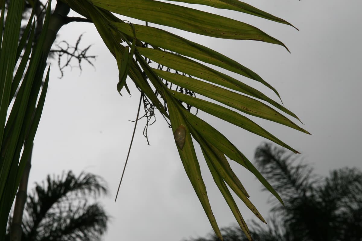 Botanical specimen of Chamaedorea Costaricana.