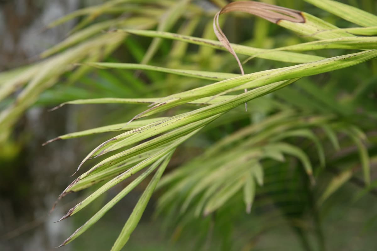 Botanical specimen of Chamaedorea Costaricana.