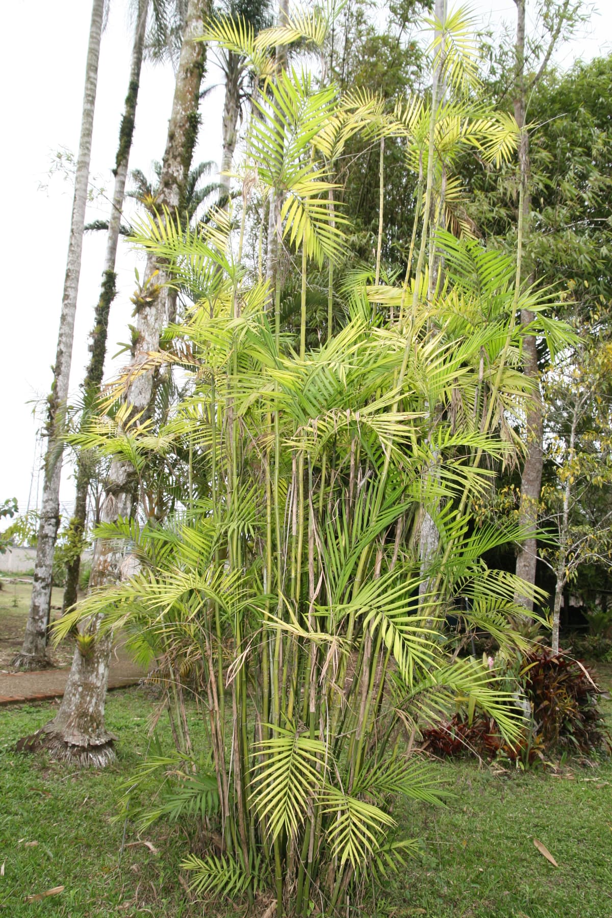 Botanical specimen of Chamaedorea Costaricana.
