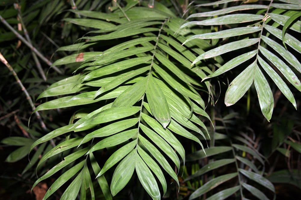 Botanical specimen of Chamaedorea Costaricana.