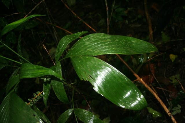 Botanical specimen of Chamaedorea Dammeriana.