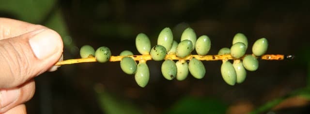 Botanical specimen of Chamaedorea Dammeriana.